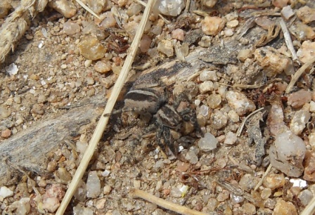 Salticidae - Aiuto con l''identificazione per favore!